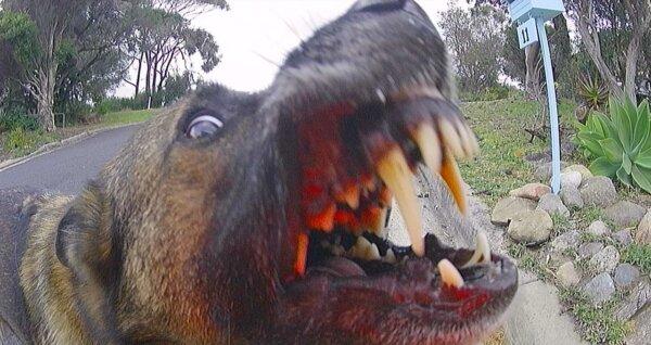 An aggressive dog in NSW, photographed by an Australia Post worker. (Courtesy of Australia Post)