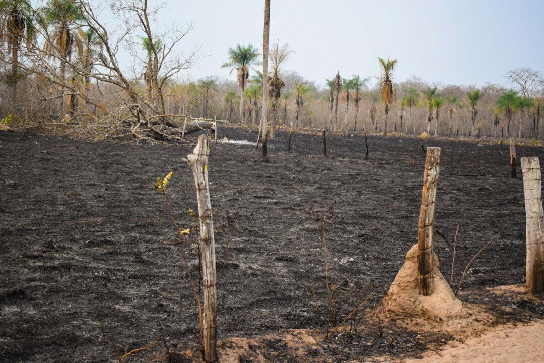Bolivians Say Private Interest Groups Are Causing Record Fire Devastation in Forests
