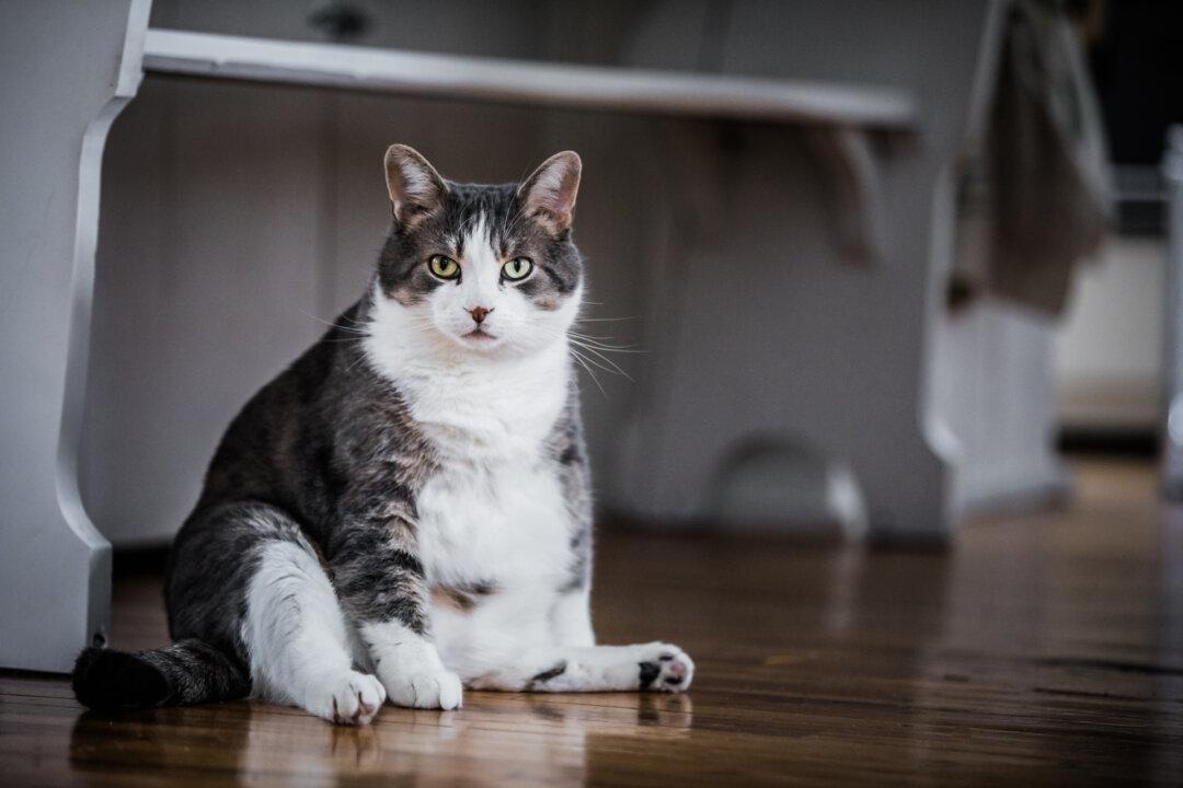 Overweight Cats Risk Serious Disease