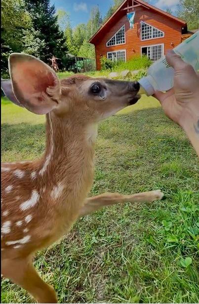 Jeff Letendre feeds Fairy. (Courtesy of <a href="https://www.instagram.com/jeffletendre/">Jeff Letendre</a>)