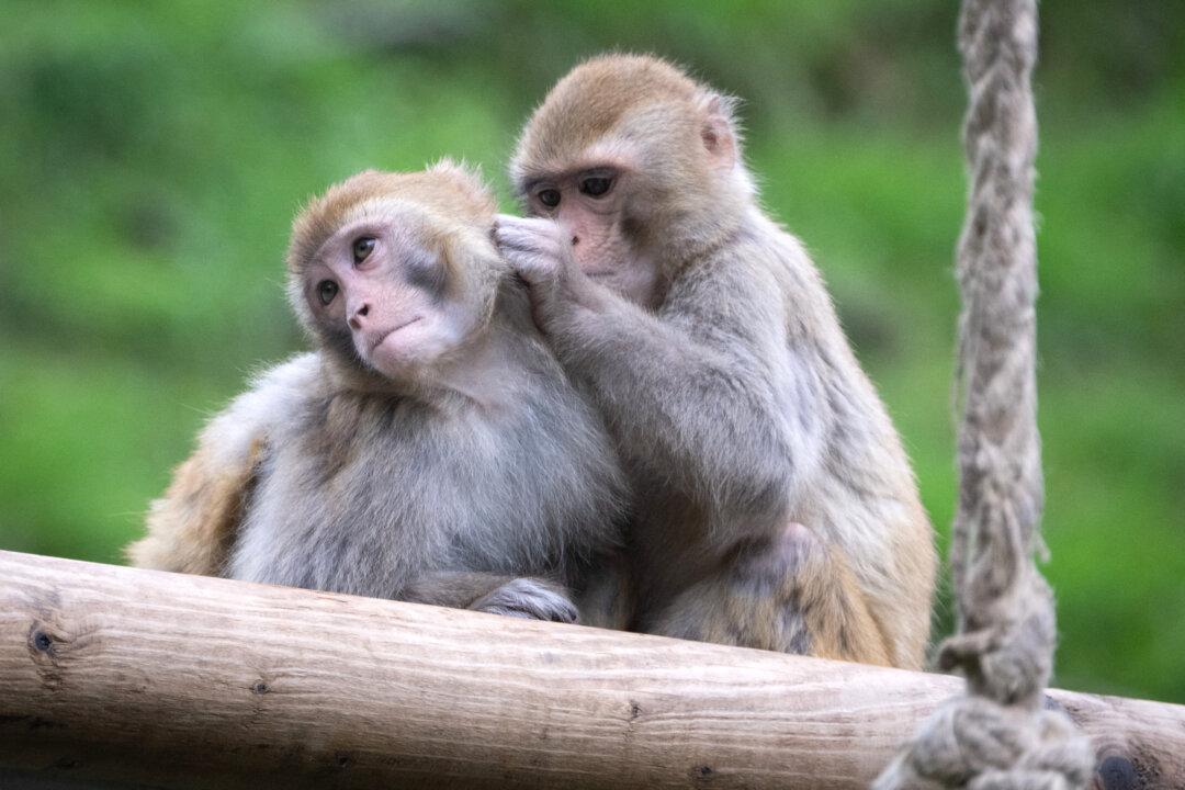 South Carolina Lab Recaptures 5 More Escaped Monkeys but 13 Are Still Loose