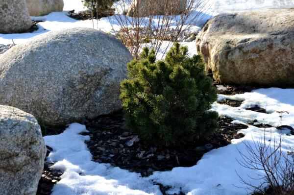 Mulching is helpful to plants during winter but mulching too close to the stem could make the stem rot. (Beekeepx/Shutterstock)