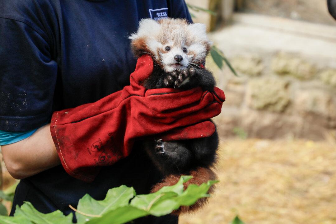 Zoo Owners Link Death of Baby Panda to Bonfire Night Fireworks