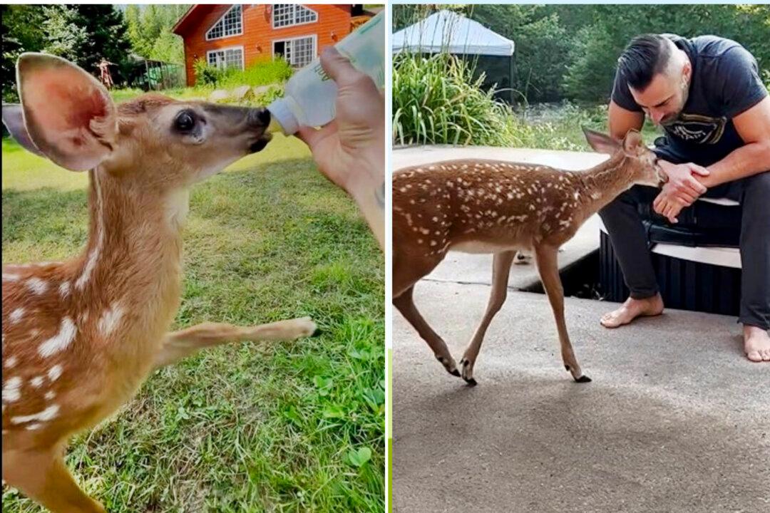 ‘I’m Very Blessed’: Man Starts Taking Care of ‘Fairy’ the Orphan Baby Deer—She Now Loves Visiting Him