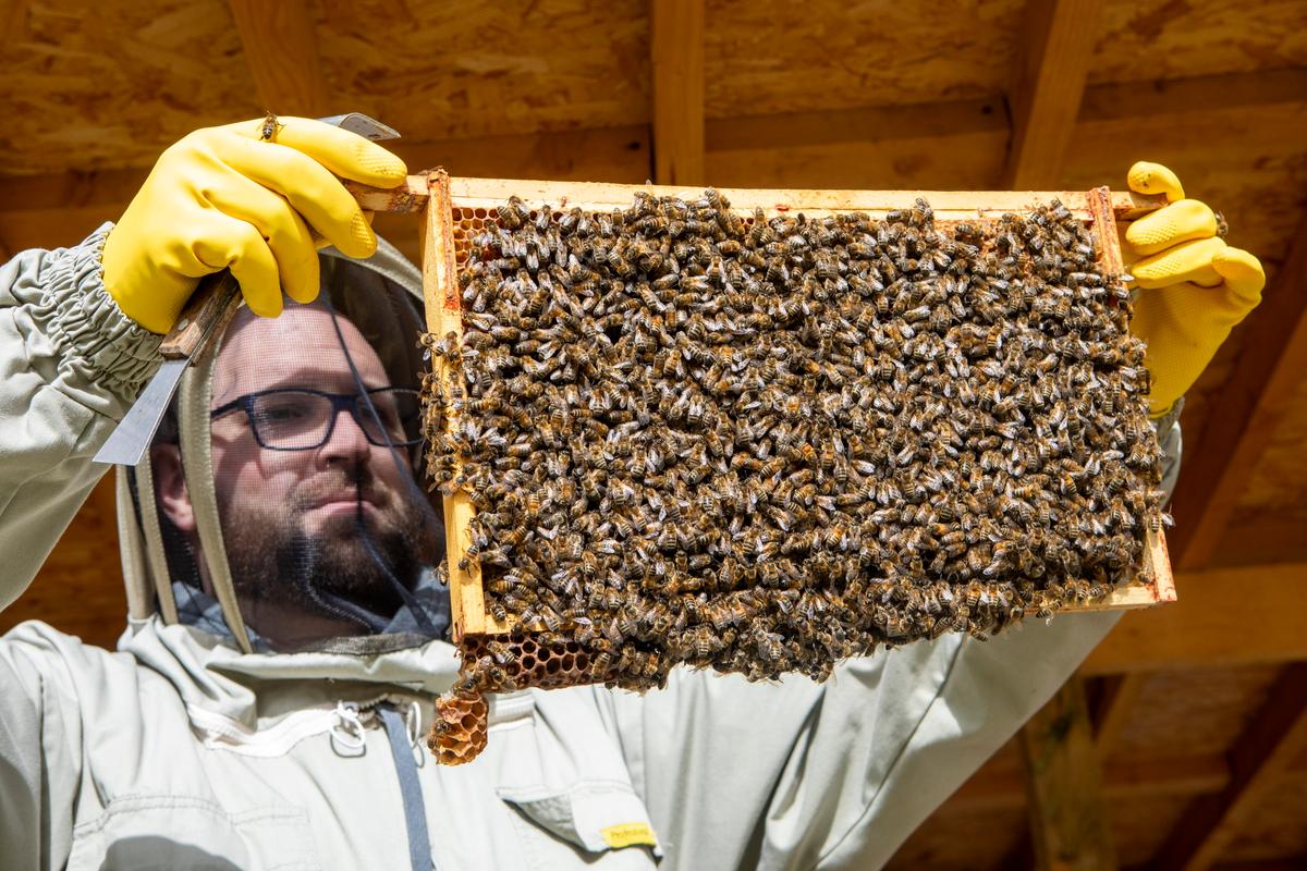 Ross Main showing off one of the hives at Main's Apiaries. (SWNS)