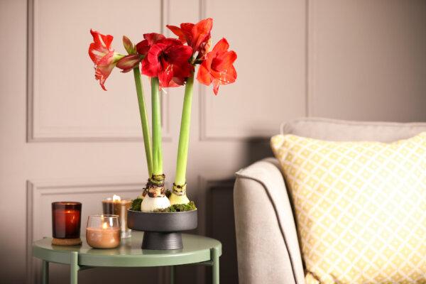 Amaryllis Care for Bigger Bulbs and More Flowers