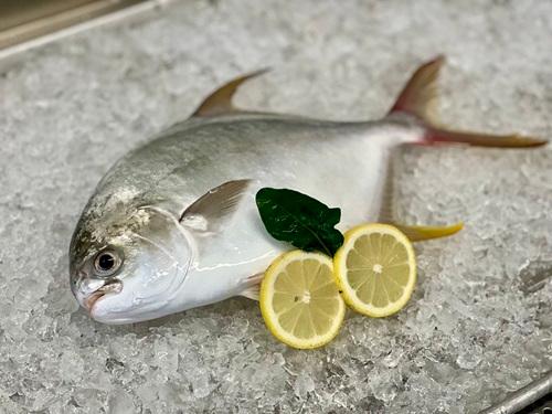 The Pompano. (Courtesy of CSIRO)