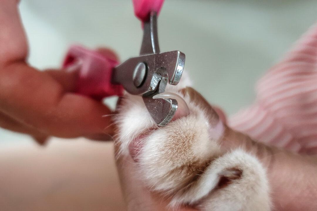 Praise Cat While Trimming Claws