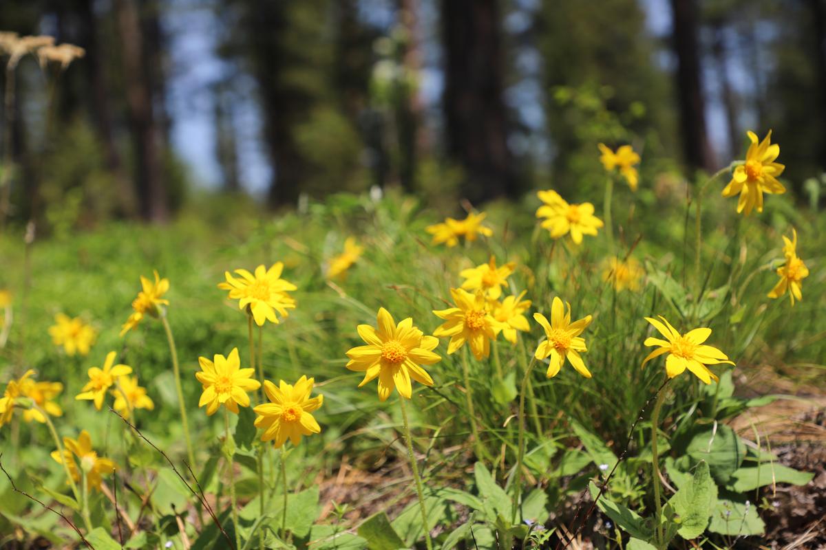 Grow This Yellow Flower at Home to Soothe Aches and Pains