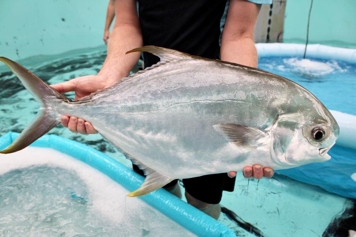 The Pompano. (Courtesy of CSIRO)