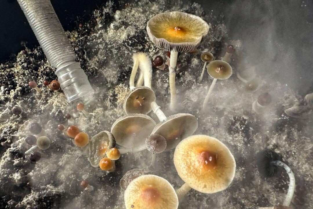 Oregon Cities Move to Ban Psychedelic Mushroom Compound 4 Years After Legalization