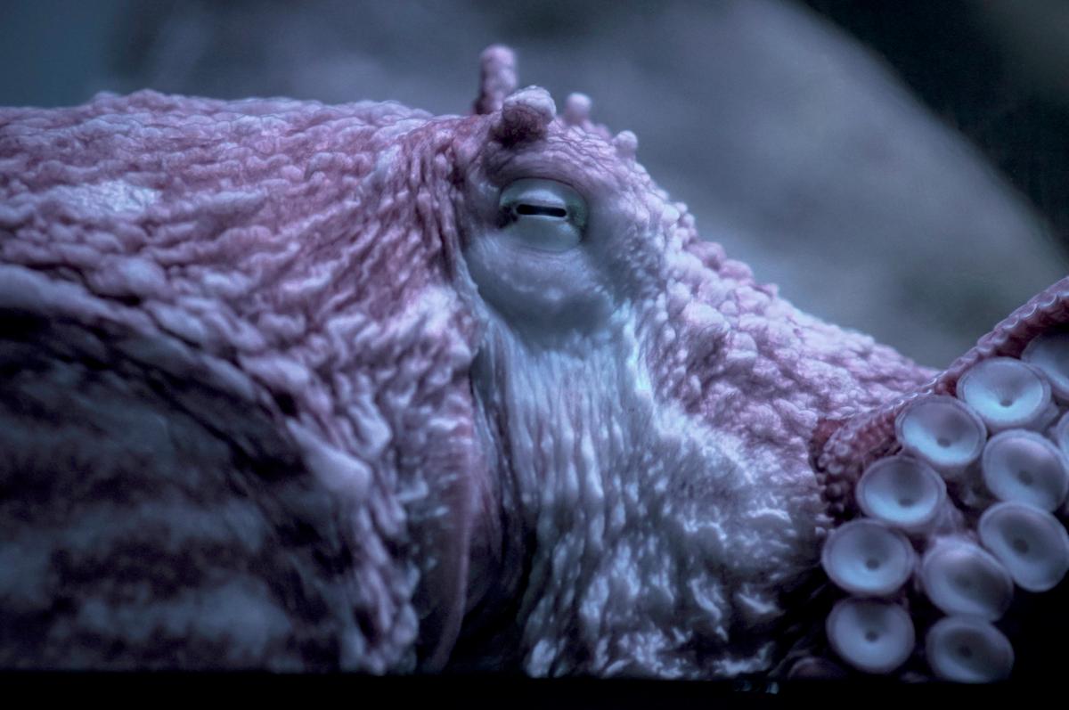 Octopus Battles BC’s Bomb Cyclone in Ocean Floor Video