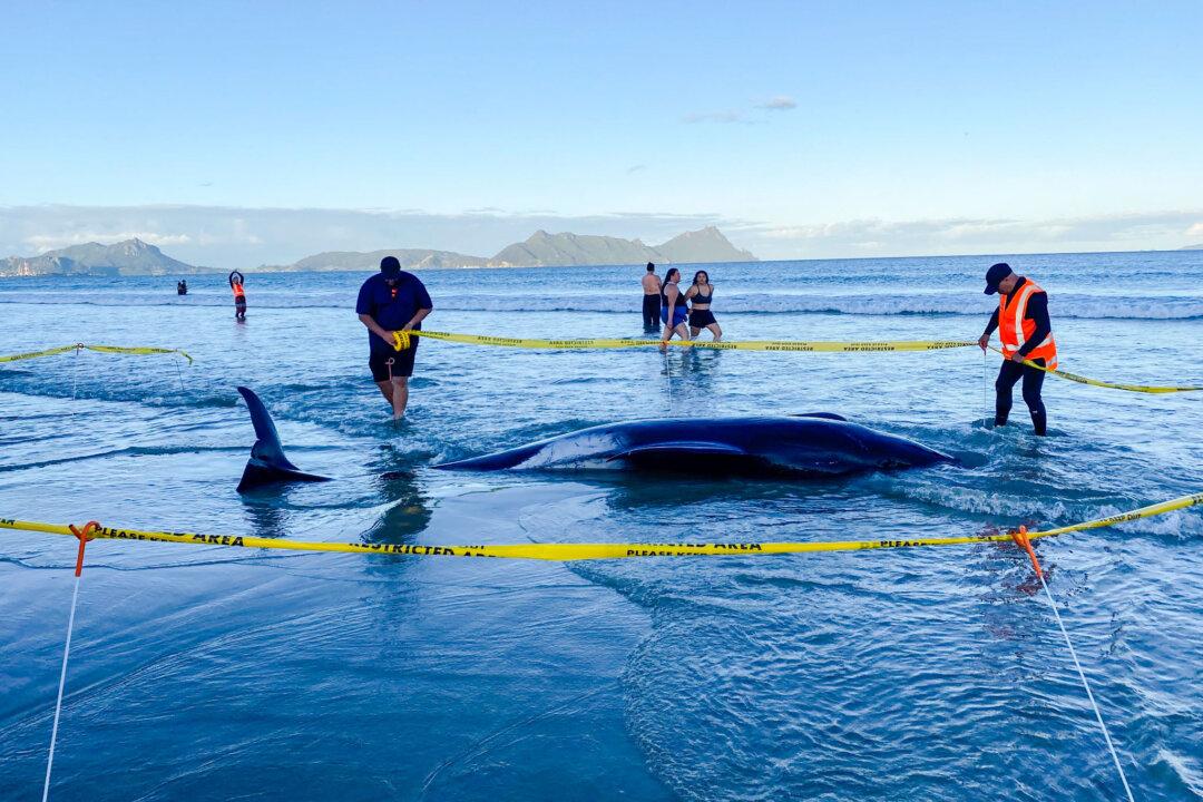 New Zealanders Save More Than 30 Stranded Whales by Lifting Them on Sheets