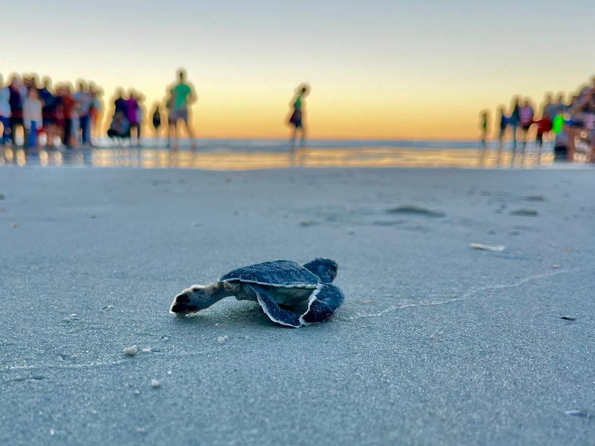 Florida Researchers Celebrate Survival of Baby Sea Turtles on Hurricane-Battered Beaches