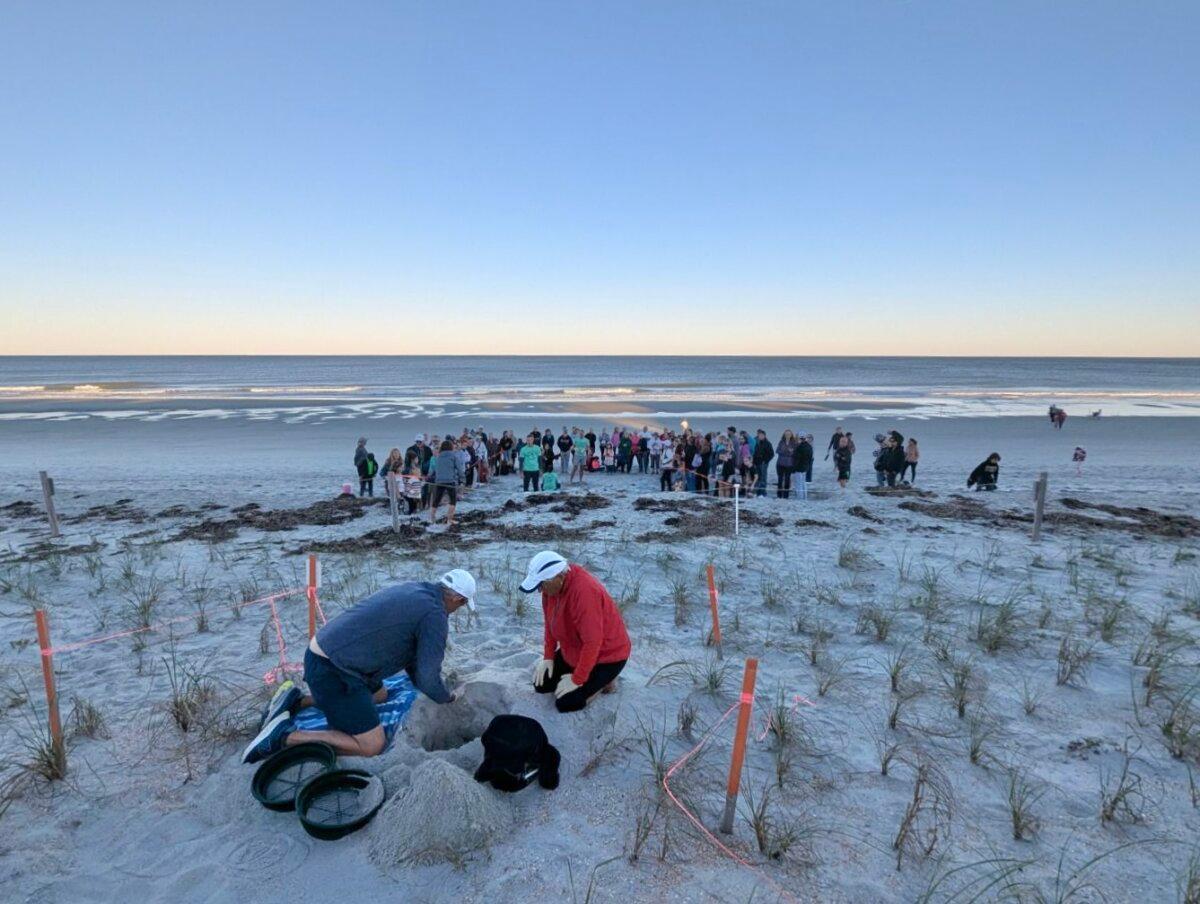 Volunteers with Mickler's Landing Turtle Patrol check to see how many green sea turtle hatchlings emerged from a nest beneath the sand on Ponte Vedra Beach, Fla., on Nov. 21. (Courtesy of Roxanne Russell)