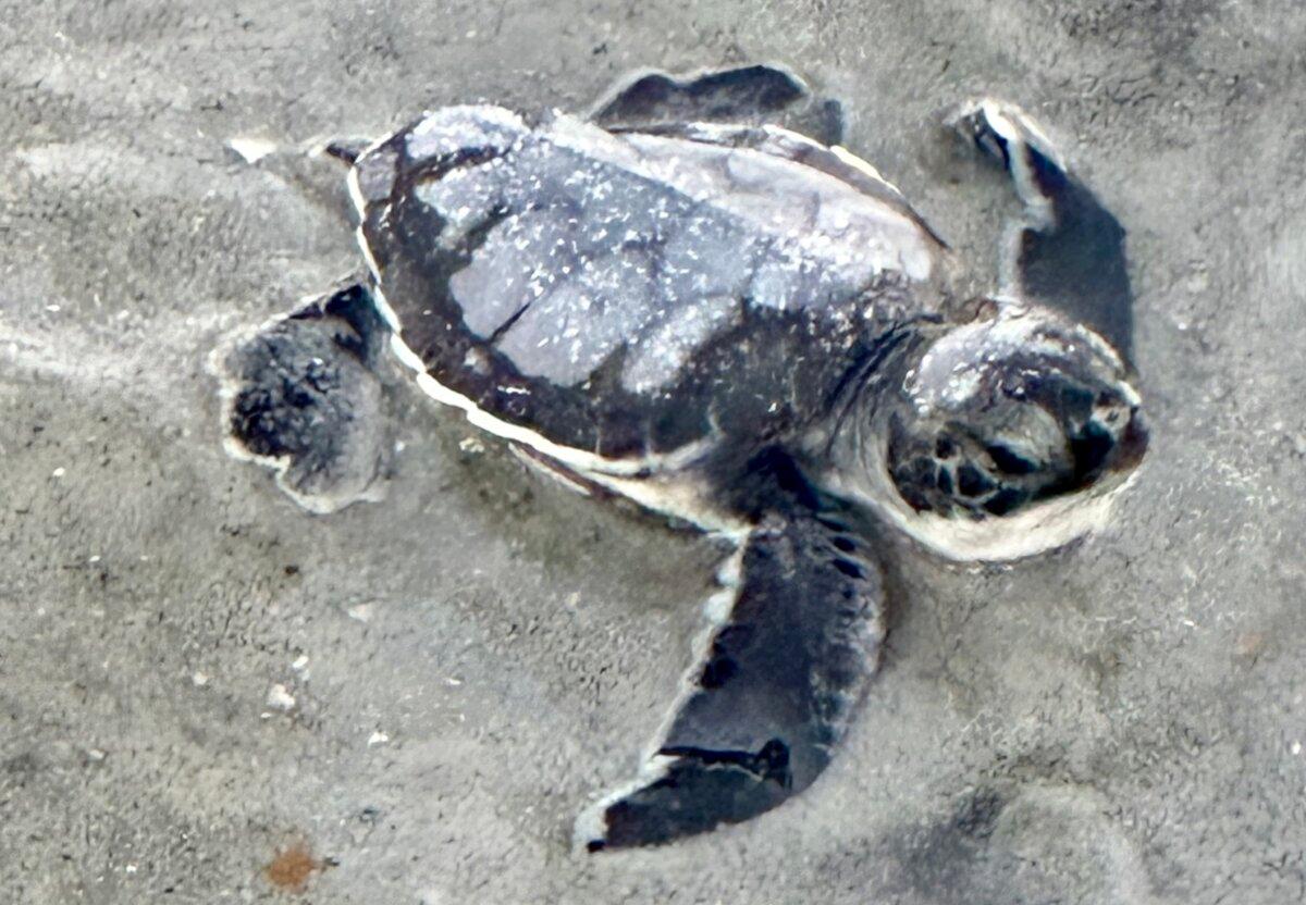 A green sea turtle hatchling makes its way to the Atlantic Ocean after being rescued from beneath the sand by researchers in Ponte Vedra Beach, Fla., on Nov. 21. (Courtesy of Theresa Weidenhammer)