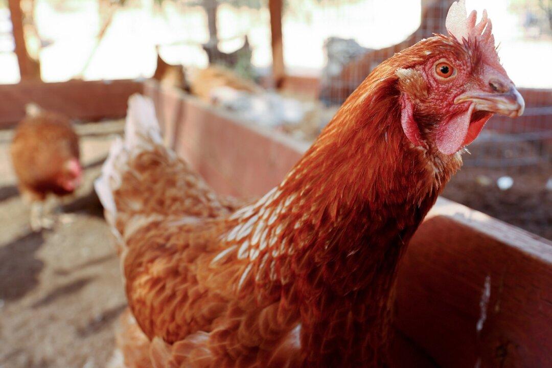 State Health Officials Say New Bird Flu Cases Detected in Arizona’s Maricopa County