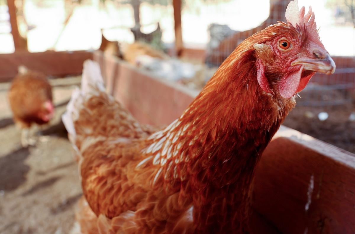 State Health Officials Say New Bird Flu Cases Detected in Arizona’s Maricopa County