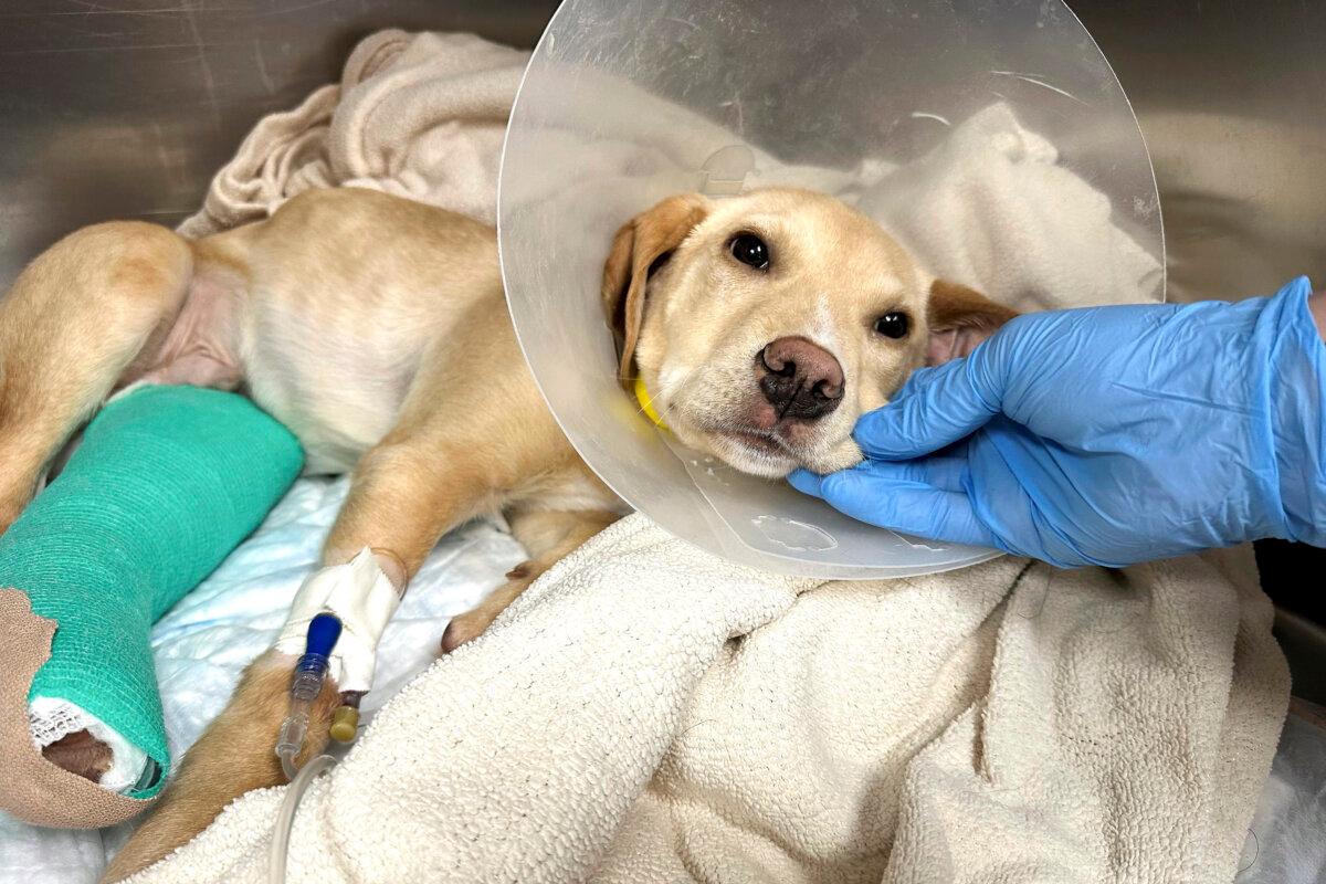 After surviving a plane crash in the Catskill Mountains on Sunday, Whiskey, a Labrador-mix puppy, rests at the Pieper Memorial Veterinary Center in Middletown, Conn., on Nov. 26, 2024. (Jesse Ferguson, Pieper Memorial Veterinary Center via AP)