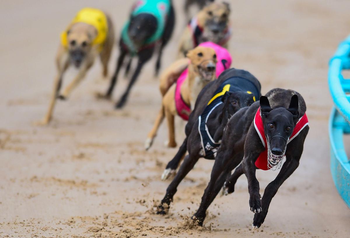 Gippsland Backs Greyhound Track as Animal Welfare Groups Voice Ethical Concerns