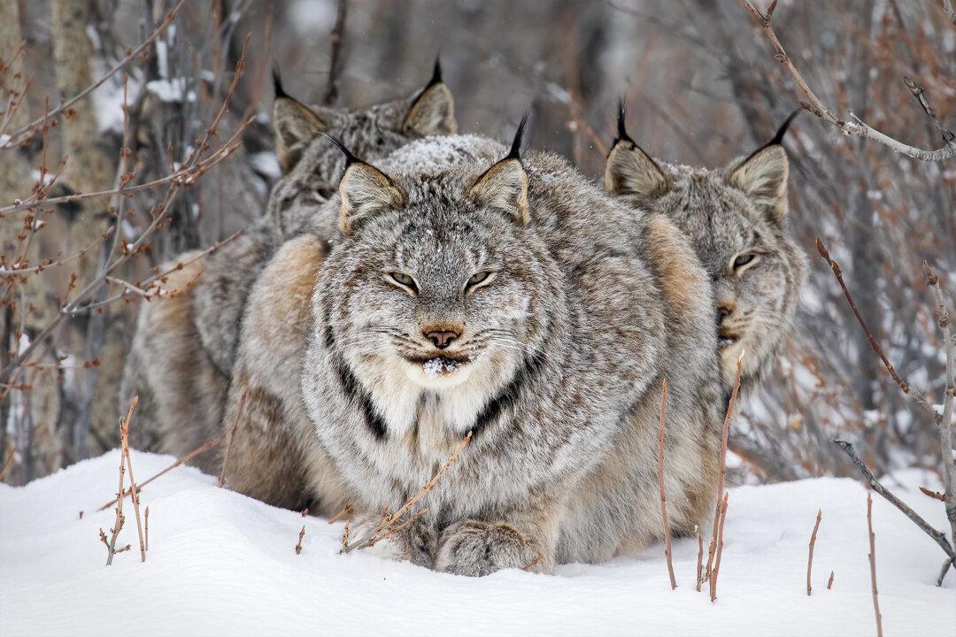 BC Photographer Recalls Capturing Stunning Shot of Lynx Family in Yukon That Won Prestigious International Award