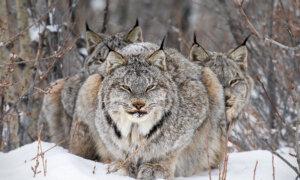 BC Photographer Recalls Capturing Stunning Shot of Lynx Family in Yukon That Won Prestigious International Award