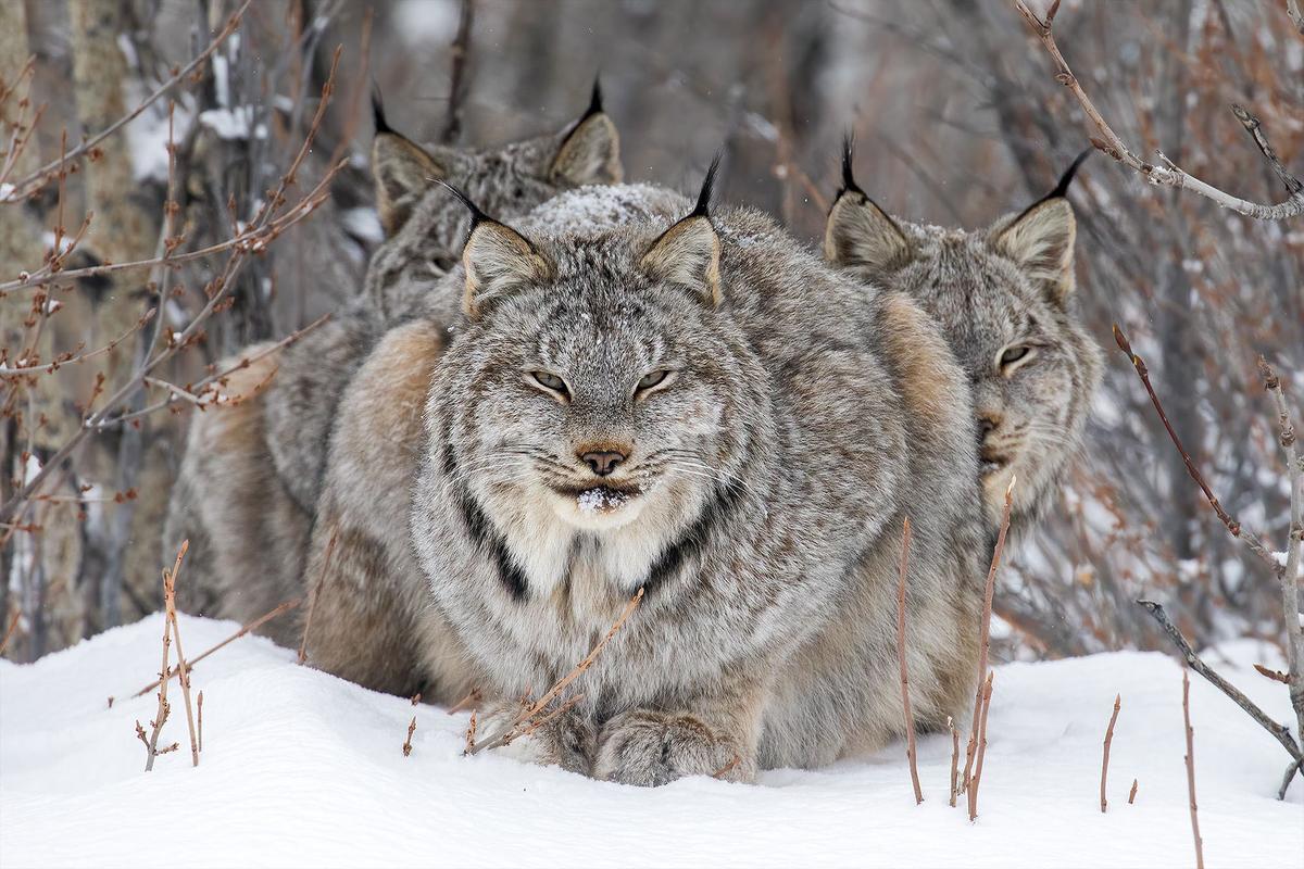 "On Watch" by John Marriott.