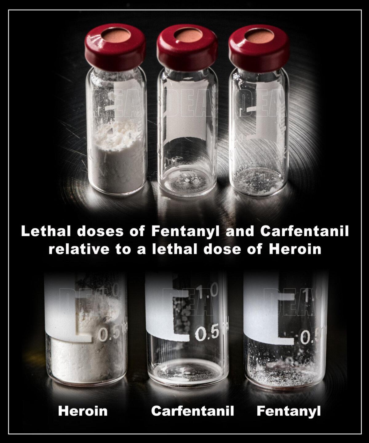 A comparison of the lethal doses of heroin, carfentanil, and fentanyl. (Drug Enforcement Agency)