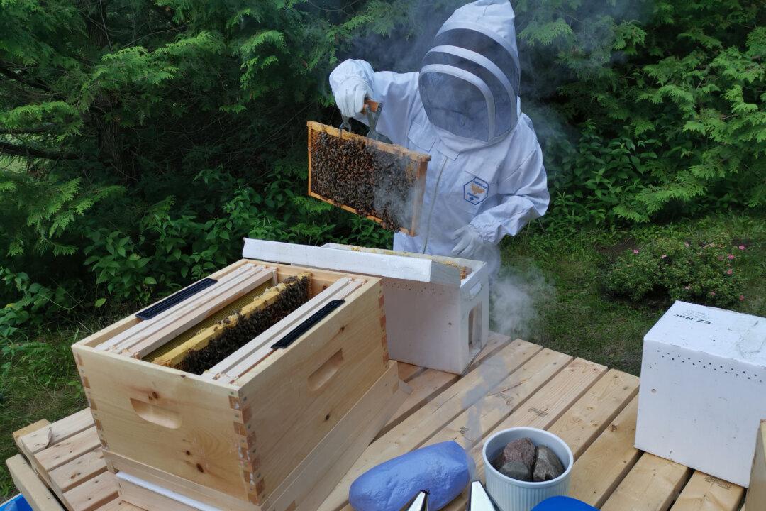 Apiaries Abuzz Over Ruling Against Widening Cross-Border Trade in Live Honeybees