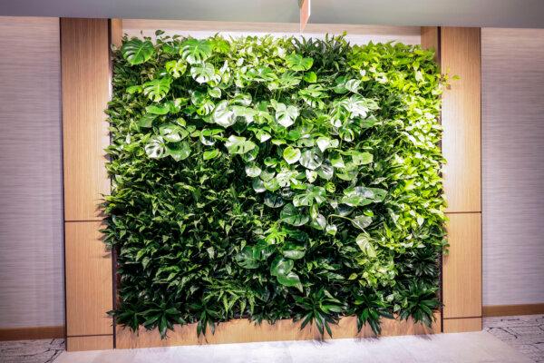 The living wall in the lobby of the Passive House apartment building in Exton is self-watering. (Steven M. Falk/The Philadelphia Inquirer/TNS)
