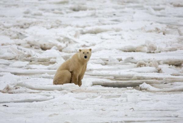 A polar bear sits on the Hudson Bay fresh ice next to a hole in the ice and close to the shore waiting for a seal meal. (Paul J. Richards/AFP via Getty Images)