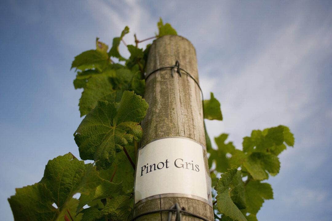 Don’t Shun Pinot Grigio! The Good Versions of Wines You Think Are Bad