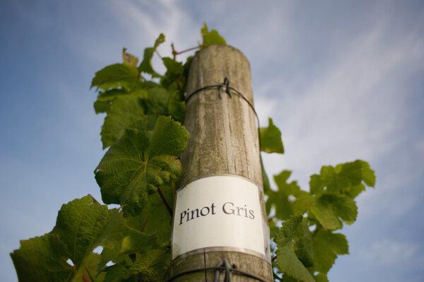 Don’t Shun Pinot Grigio! The Good Versions of Wines You Think Are Bad