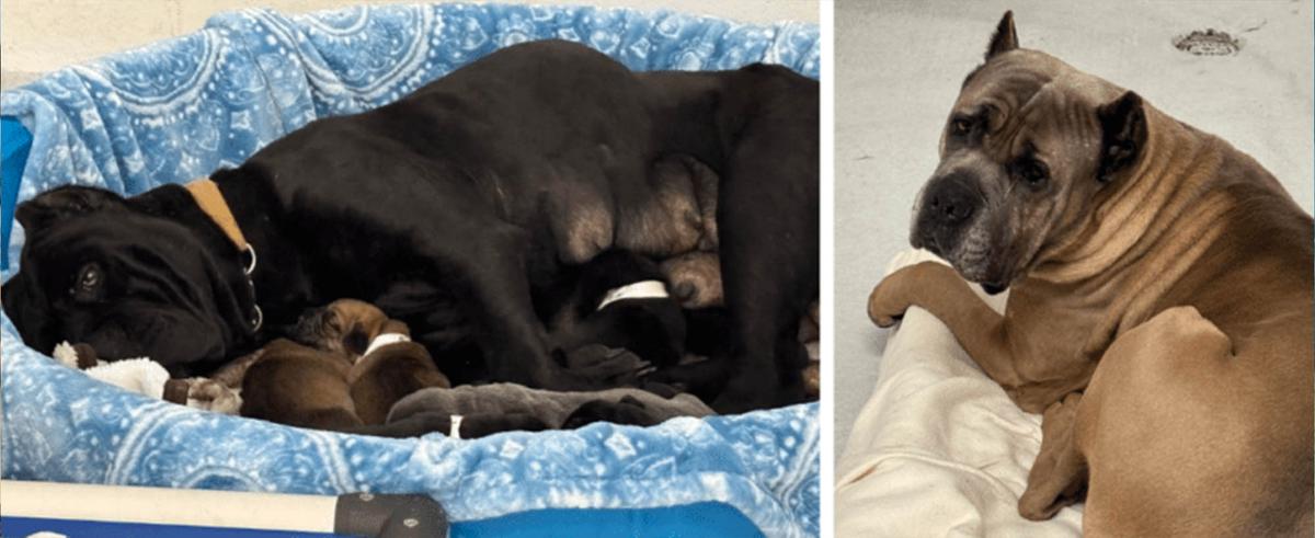 Dogs resting at an SPCA shelter. (Courtesy of BC SPCA)