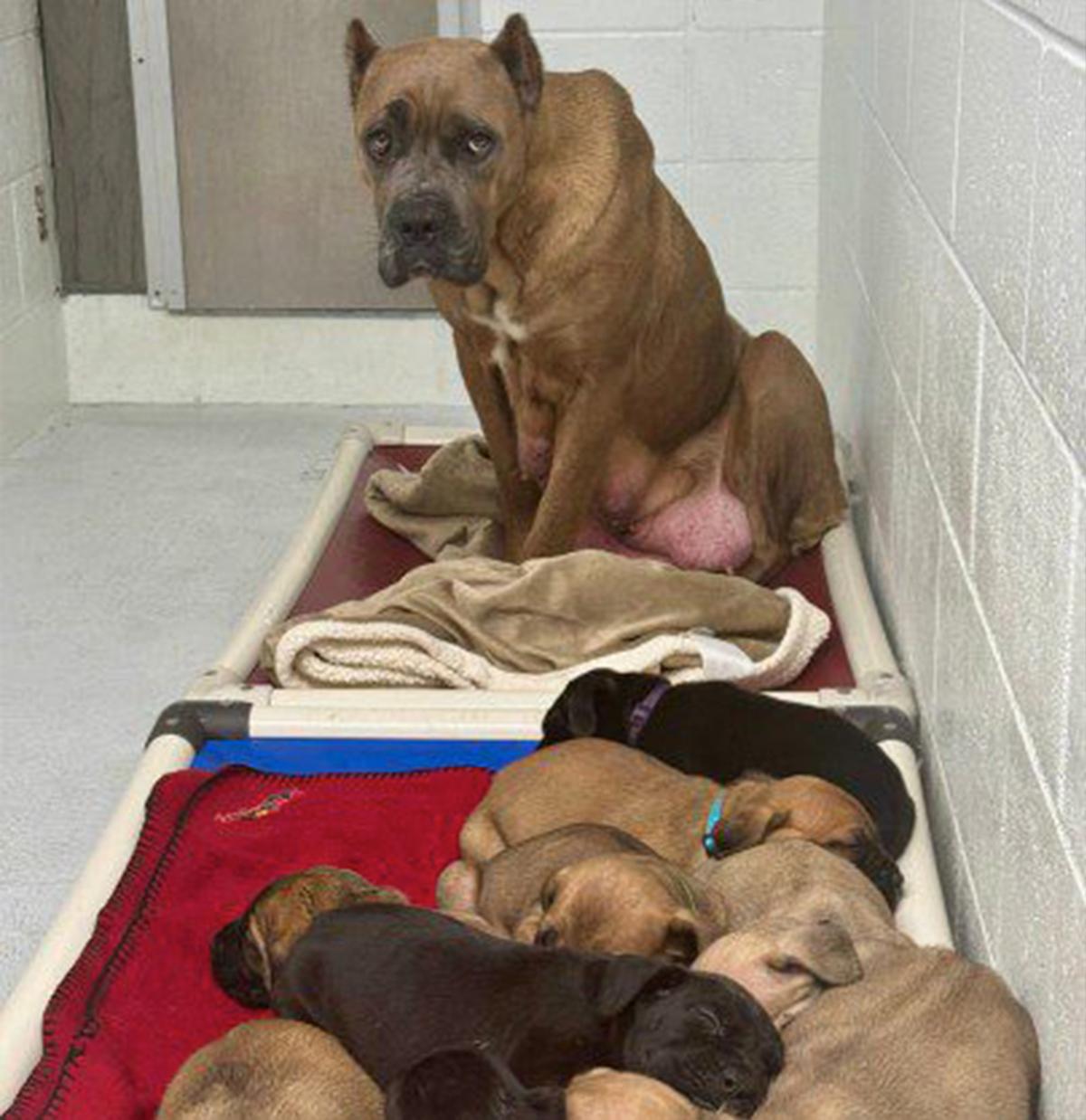 A mother dog at an SPCA shelter with her puppies. (Courtesy of BC SPCA)