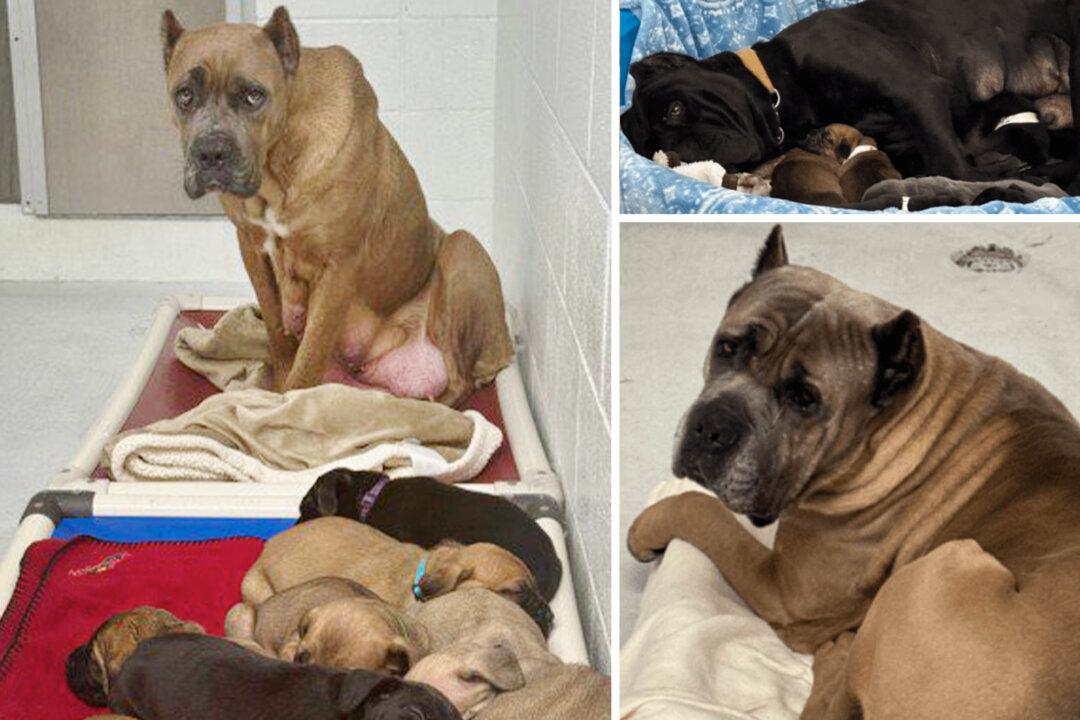 59 ‘Extremely Fearful’ Dogs Rescued From BC Breeder—Now ‘Enjoying Snuggles’: SPCA