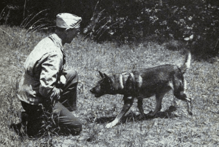 A casualty dog reporting to its handler during U.S. Army training exercises in 1943. (Public Domain)