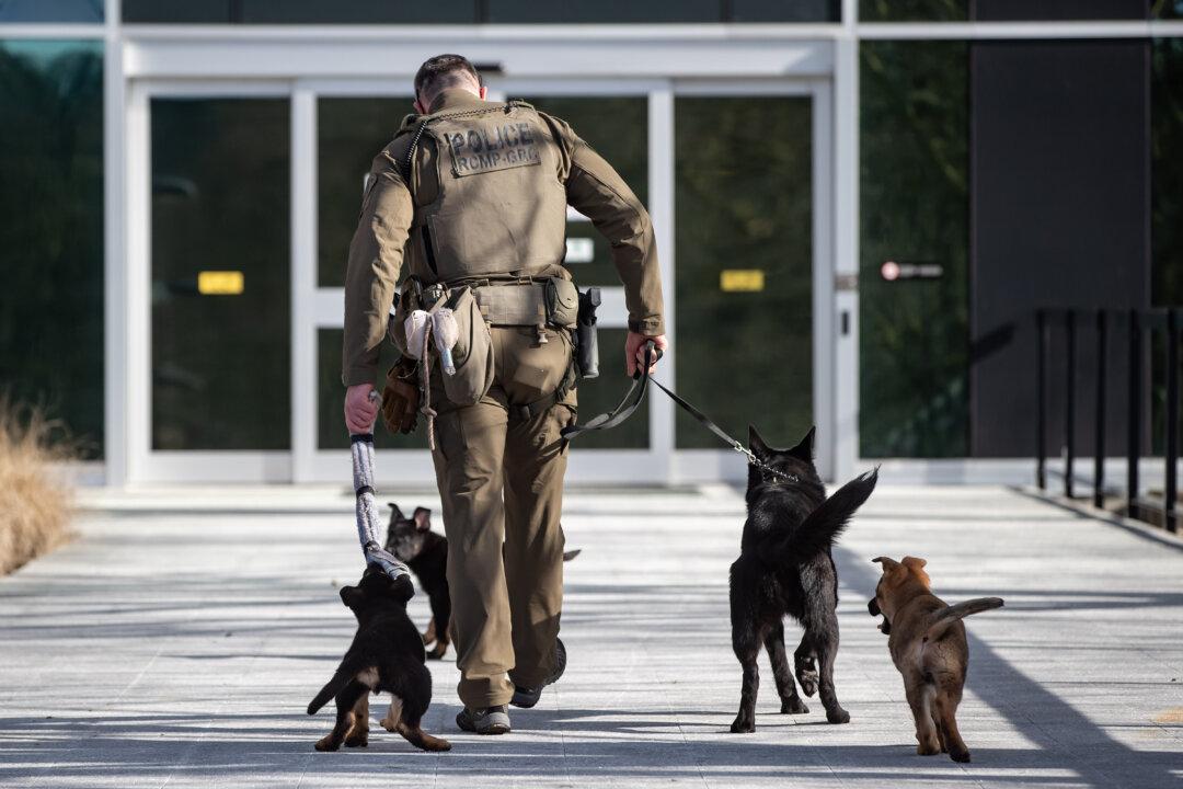 Problems With RCMP Police Dog Program Pose ‘Health and Wellness Risks’: Evaluation