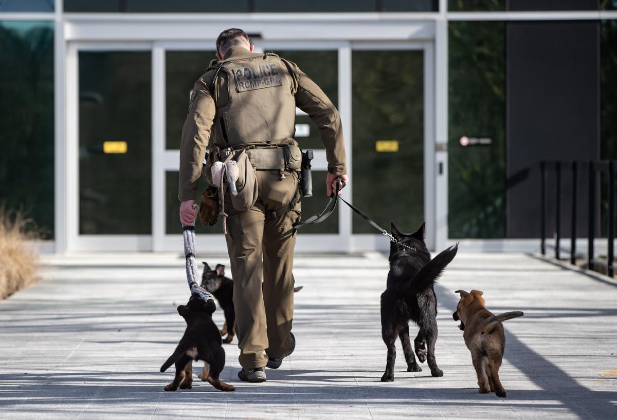 Problems With RCMP Police Dog Program Pose ‘Health and Wellness Risks’: Evaluation