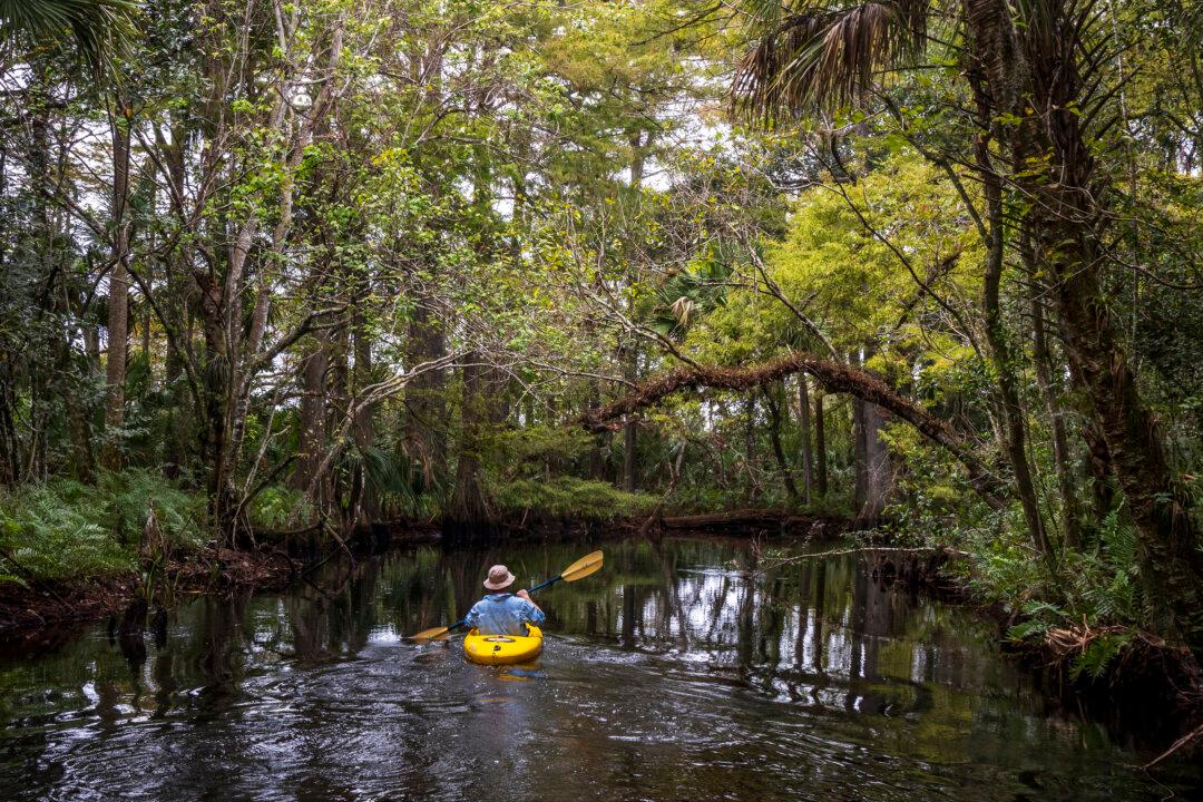 Paddle the Loxahatchee River, One of Two National Wild and Scenic Rivers in Florida
