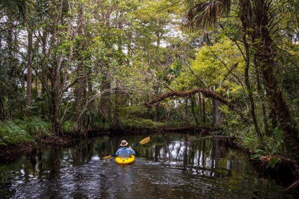 Paddle the Loxahatchee River, One of Two National Wild and Scenic Rivers in Florida