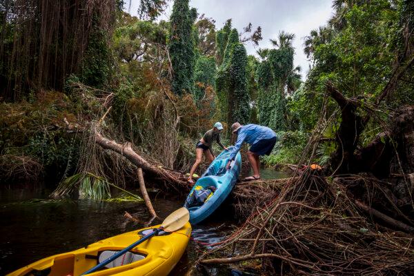Karissa Bellile and Matt Stevens work together to haul a kayak over a downed tree on the Loxahatchee River on Nov. 5, 2024. (Patrick Connolly/Orlando Sentinel)