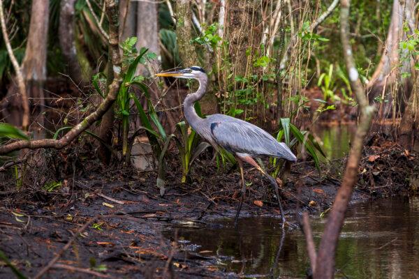 A great blue heron wades along the riverbank of the Loxahatchee River on Nov. 5, 2024. (Patrick Connolly/Orlando Sentinel/TNS)