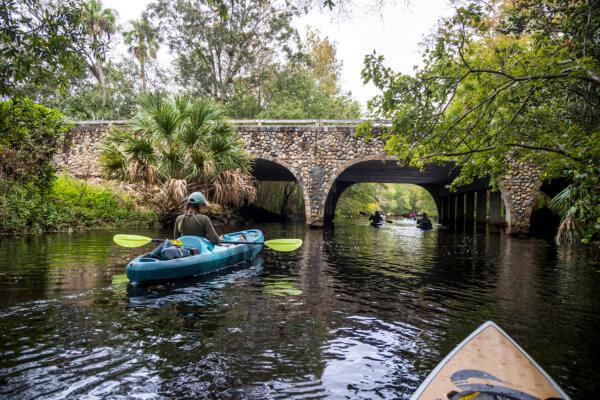Karissa Bellile (L) and fellow paddlers wind through Jupiter’s Riverbend Park on the Loxahatchee River on Nov. 5, 2024. (Patrick Connolly/Orlando Sentinel)