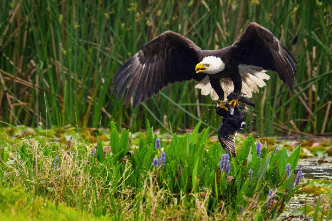 House Passes Bill to Designate Bald Eagle as National Bird, Sending Measure to Biden’s Desk
