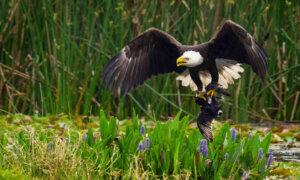 House Passes Bill to Designate Bald Eagle as National Bird, Sending Measure to Bidenâs Desk