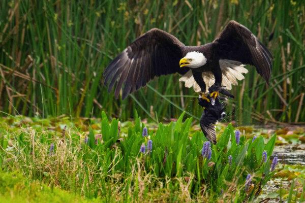 House Passes Bill to Designate Bald Eagle as National Bird, Sending Measure to Biden’s Desk