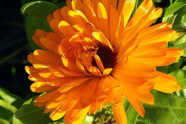 A calendula officinalis flower. (Courtesy of Rita Hogan)