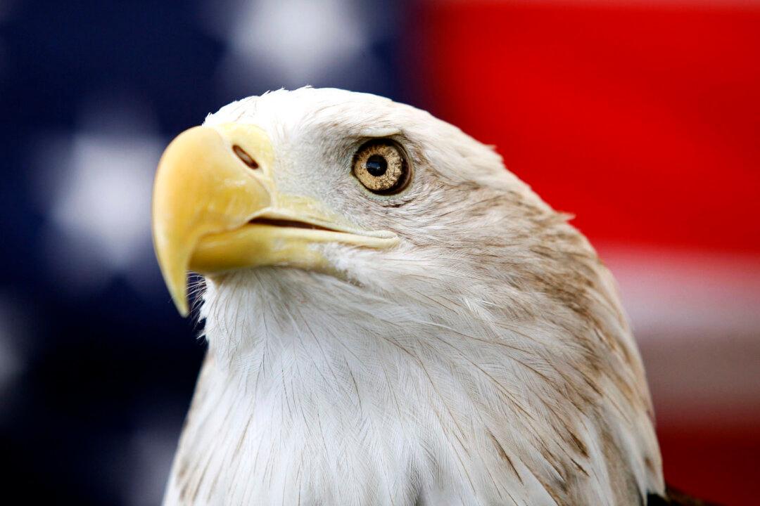 Bald Eagle Formally Recognized as US National Bird