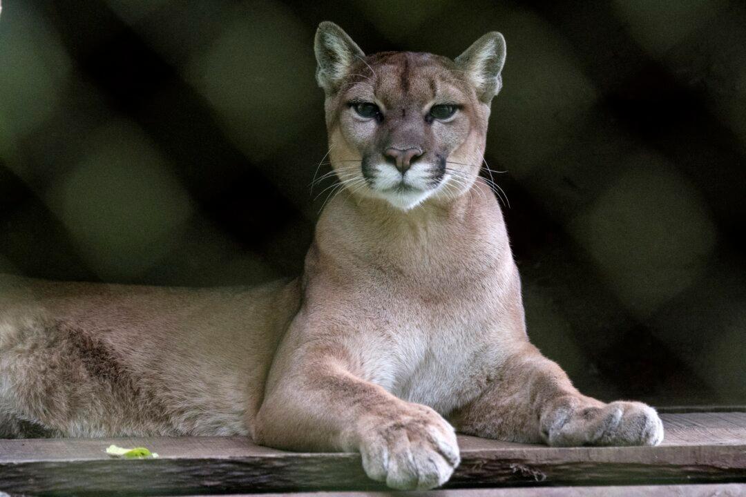 20 Big Cats Die in Bird Flu Outbreak at Washington State Sanctuary